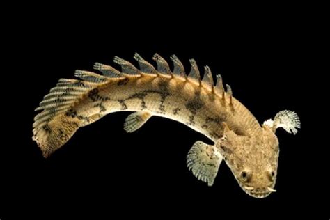 bichir fish|27 Bichir Fish Profile Facts: Traits, Size, Types, Food, Care.